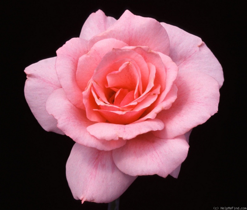'Malaguena' rose photo