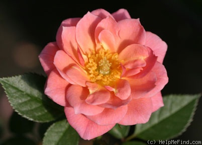 'Marry Me ™' rose photo