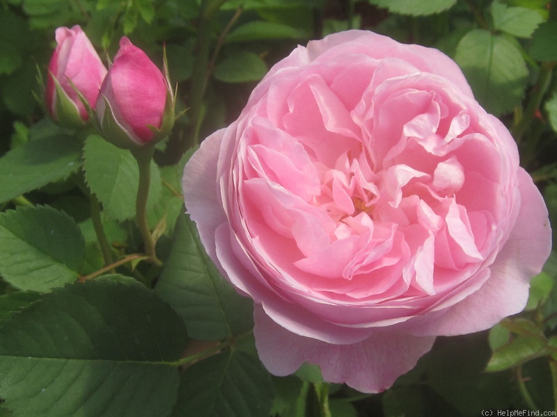'Mayor of Casterbridge' rose photo