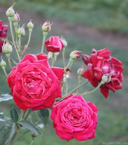 'Lady Brisbane' rose photo