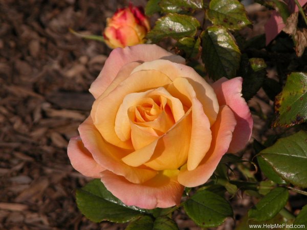 'Fulton MacKay' rose photo