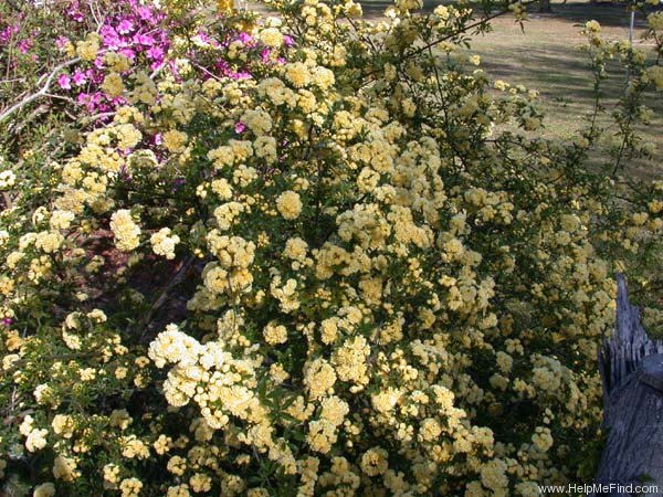 'Yellow Banksia' rose photo