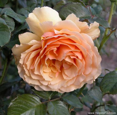 'Amber Queen ® (floribunda, Harkness before 1981)' rose photo