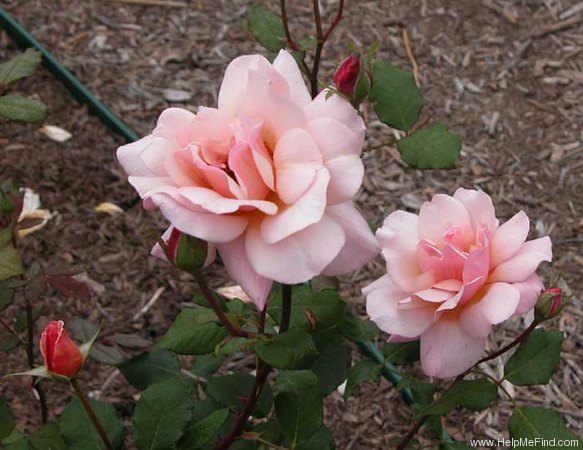 'Gruss an Coburg' rose photo