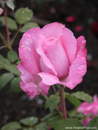 'Sweet Surrender' rose photo