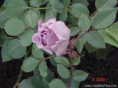 'Lavender Crystal ™' rose photo
