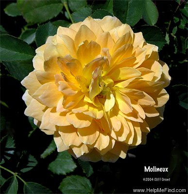 'Molineux' rose photo