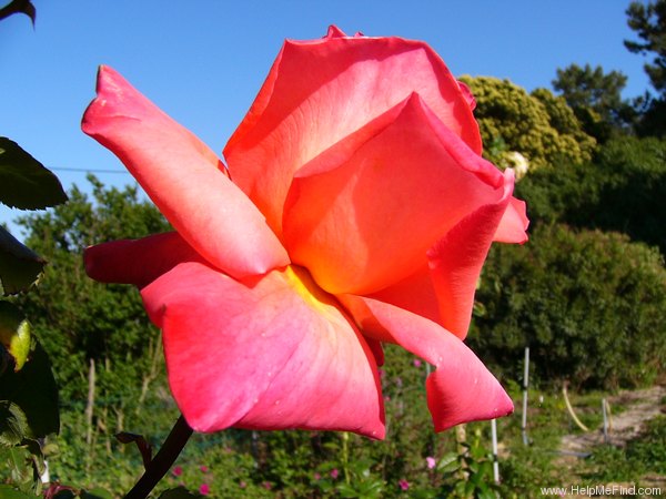 'Christoph Columbus' rose photo