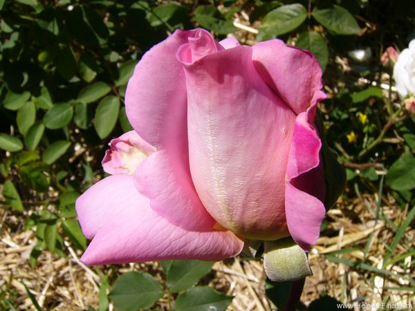 'Tiffany (hybrid tea, Lindquist, 1953)' rose, click to enlarge 'Tiffany (hybrid tea, Lindquist, 1953)' rose photo