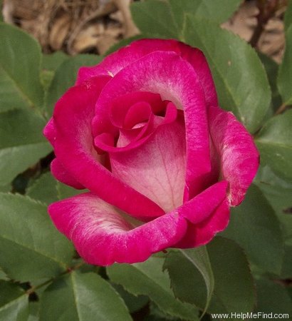 'Better Homes & Gardens Diamond Jubilee ™' rose photo