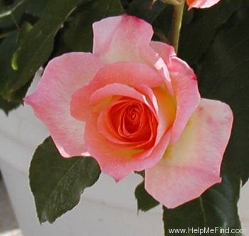 'Little Darling' rose photo