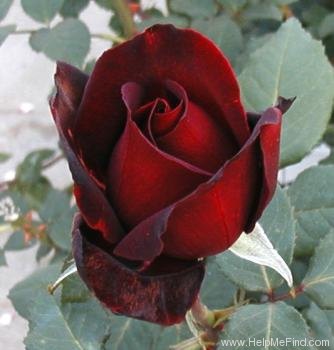 'Cesar E. Chavez ™' rose photo