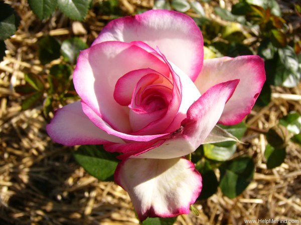 'LAMinuette' rose photo
