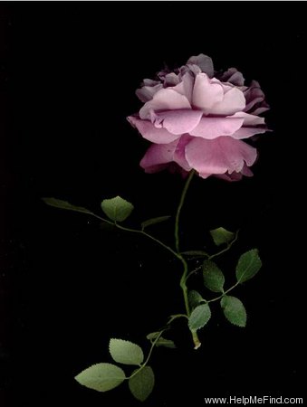 'Sara ™ (hybrid tea, Jackson & Perkins)' rose photo