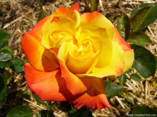 'Samba ® (floribunda, Kordes, 1964)' rose photo