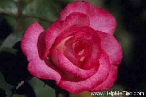 'Bev Dobson' rose photo