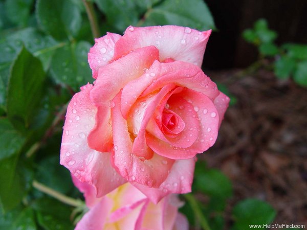 'Candia (as a Cut Rose)' rose photo