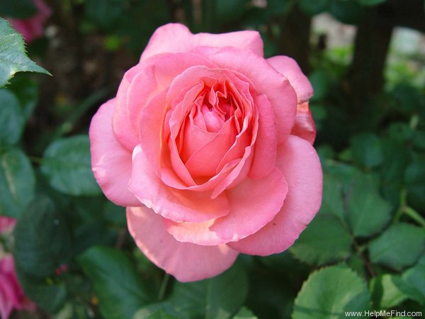 'Pink Panther ®' rose photo