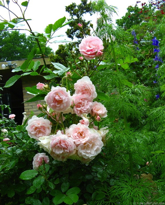'Mrs. R.M. Finch' rose photo