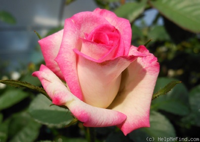 'Mikayla Danille' rose photo
