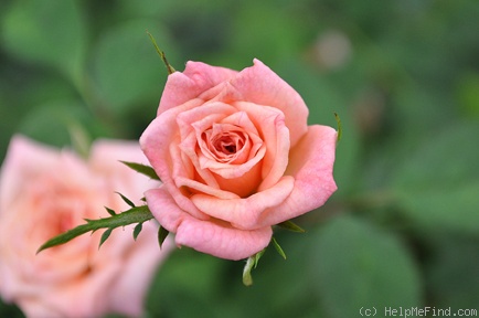 'Minnie Pearl ™' rose photo