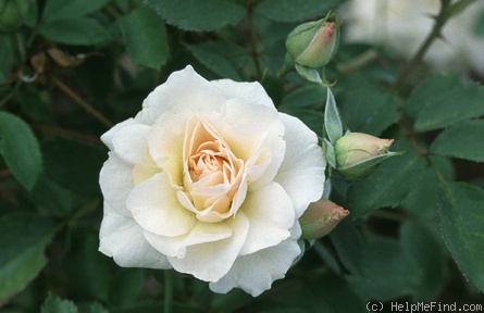 'Morden Blush' rose photo
