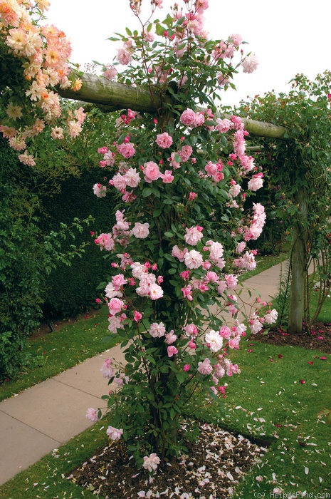 'Mortimer Sackler' rose photo