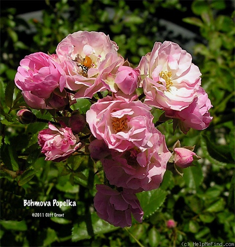 'Böhmova Popelka' rose photo