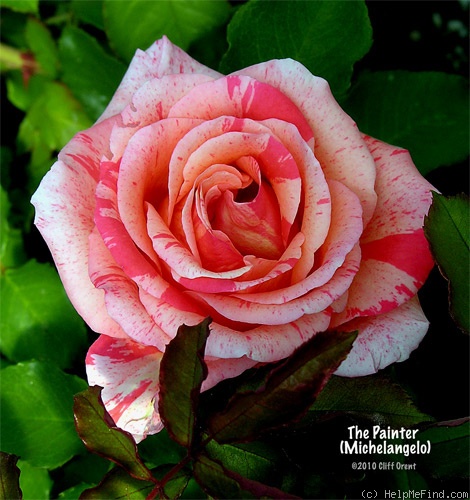 'The Painter' rose photo
