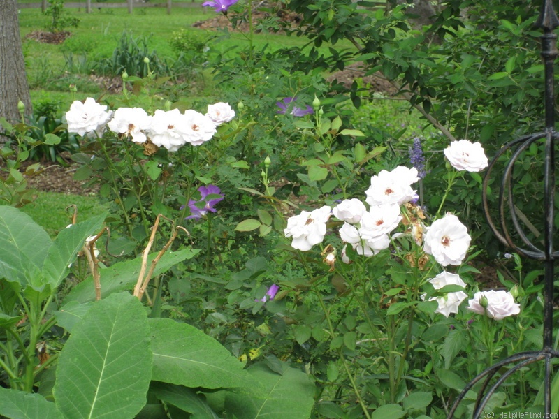 'Silver Shadows (hybrid tea, Buck, 1984)' rose photo