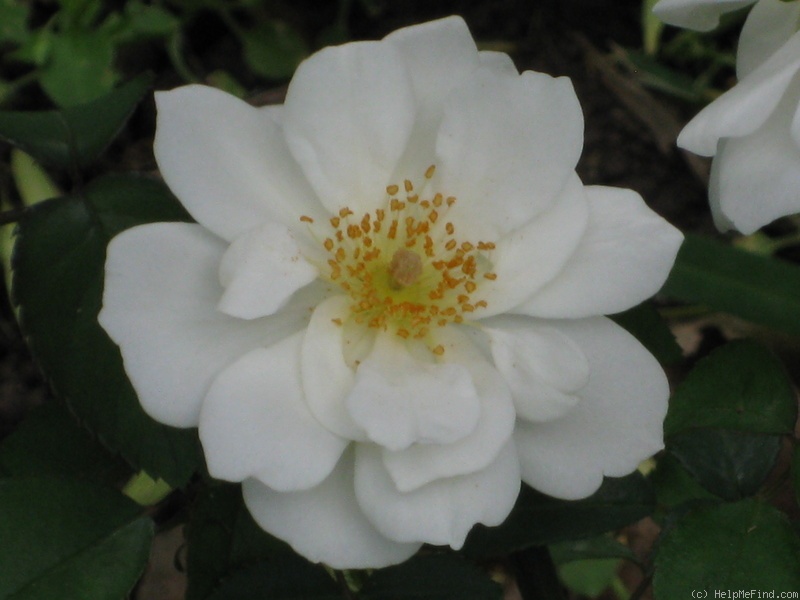 'Moonlight (hybrid musk, Pemberton 1913)' rose photo