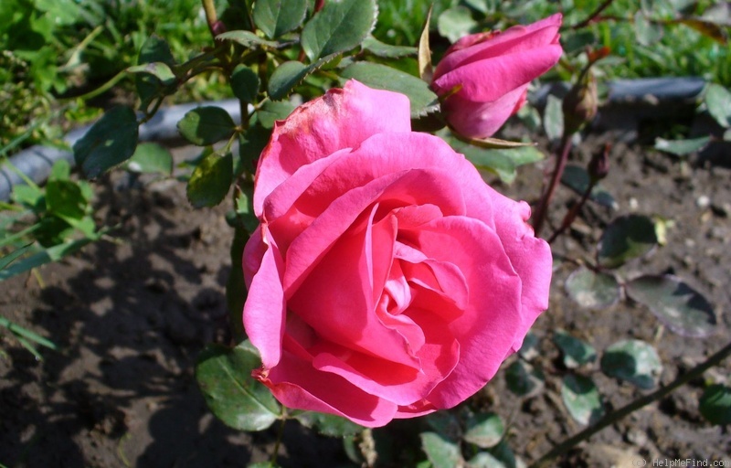 'Cyclamen' rose photo