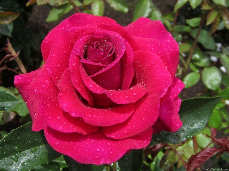 'New Orleans (shrub, Clements, 2005)' rose photo