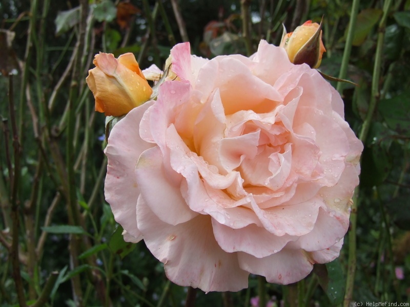 'Chicago Peace' rose photo