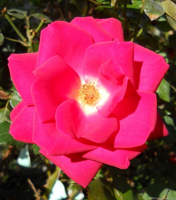 'CDXHOR' rose photo