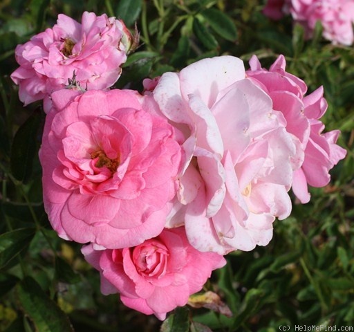 'In the Pink (floribunda, Ryan, 1988)' rose, click to enlarge 'In the Pink (floribunda, Ryan, 1988)' rose photo