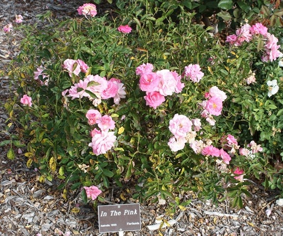 'In the Pink (floribunda, Ryan, 1988)' rose, click to enlarge 'In the Pink (floribunda, Ryan, 1988)' rose photo