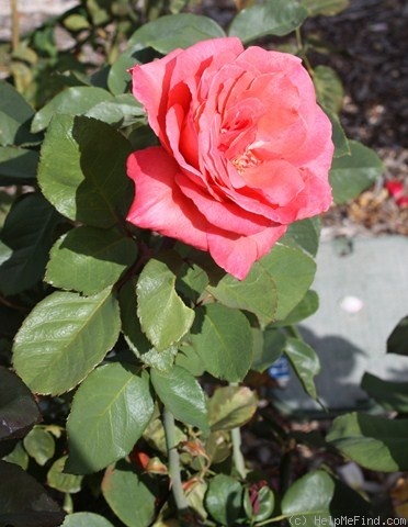 'Janette Murray' rose photo