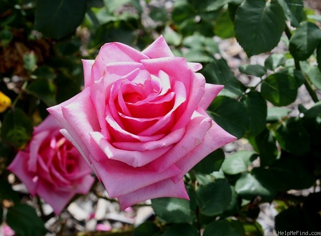 'Lady Vera' rose, click to enlarge 'Lady Vera' rose photo