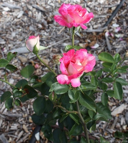 'Shelly (Hybrid Tea, Melville, 1987)' rose photo