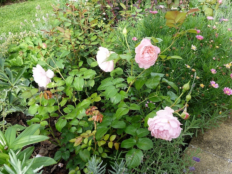 'Strawberry Hill' rose photo