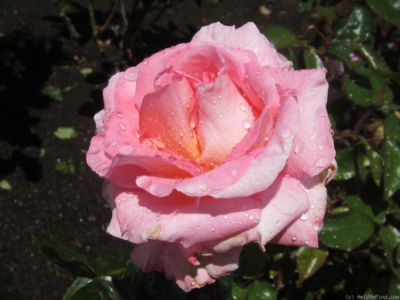 'Paul Shirville' rose photo