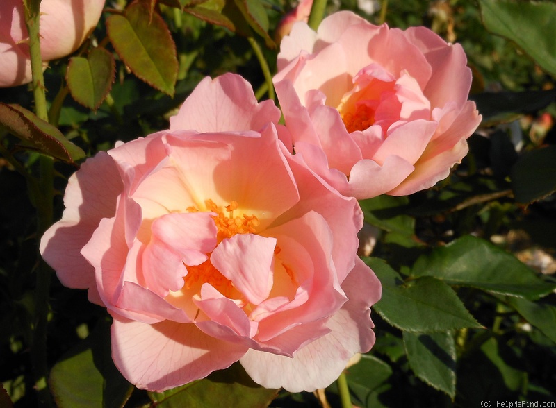 'Peach Blossom (shrub, Austin, 1990)' rose photo