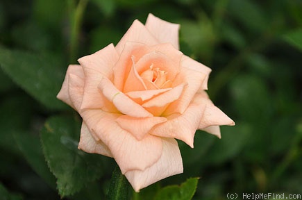 'Peach Delight ™' rose photo
