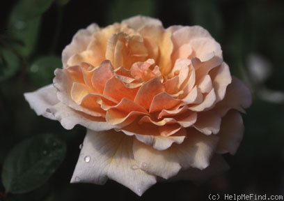 'Pearlie Mae' rose photo