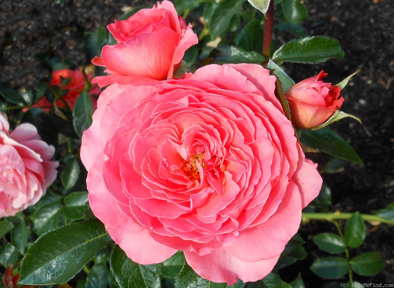 'Pink Abundance' rose photo