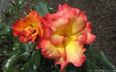 'Playboy ®' rose photo