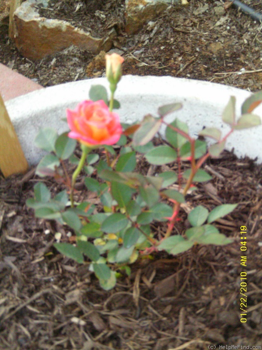 'Hot Tamale' rose photo