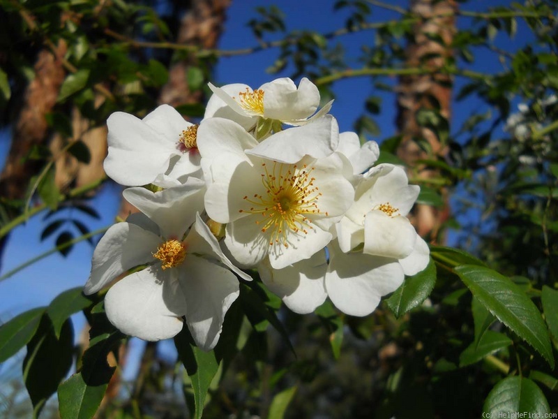 '<i>Rosa tunquinensis</i> Crépin' rose photo