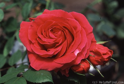 'Polonaise (shrub, Buck, 1984)' rose photo